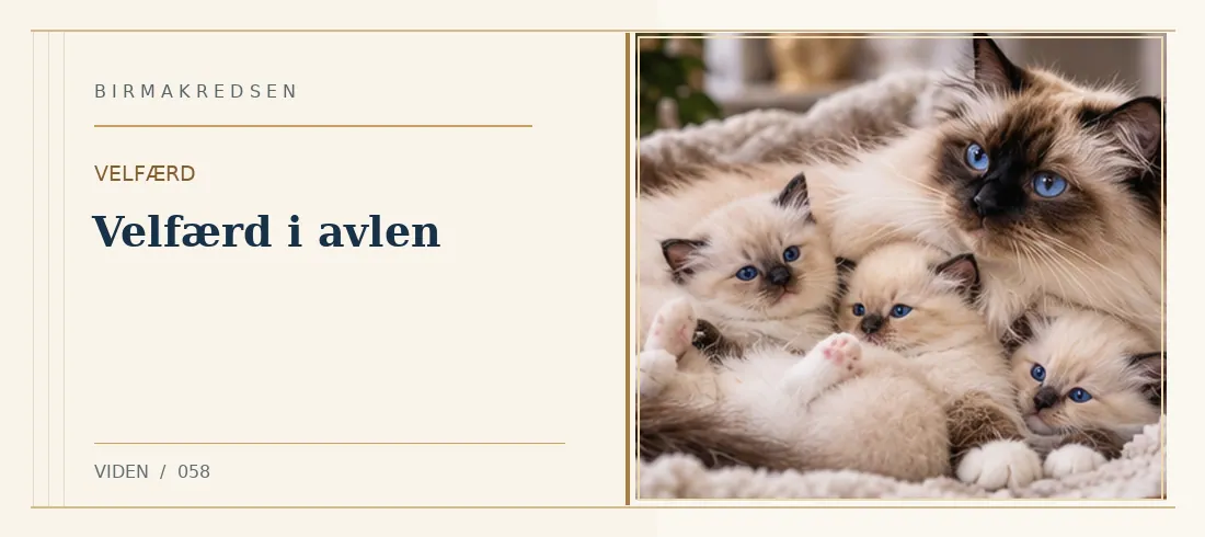Illustreret artikel: Velfærd i avlen – Birmakredsen
