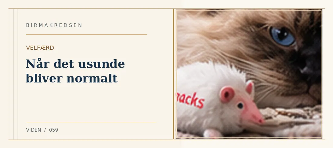 Illustreret artikel: Når det usunde bliver normalt – Birmakredsen