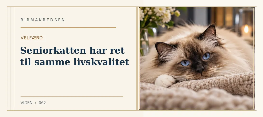 Illustreret artikel: Seniorkatten har ret til samme livskvalitet – Birmakredsen