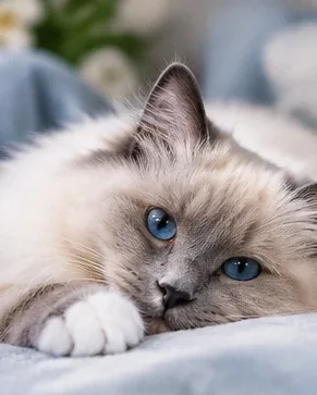 Fotorealistisk AI-illustration af blåmasket kat med hvide poter.