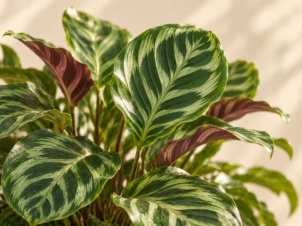 AI-illustration af Calathea