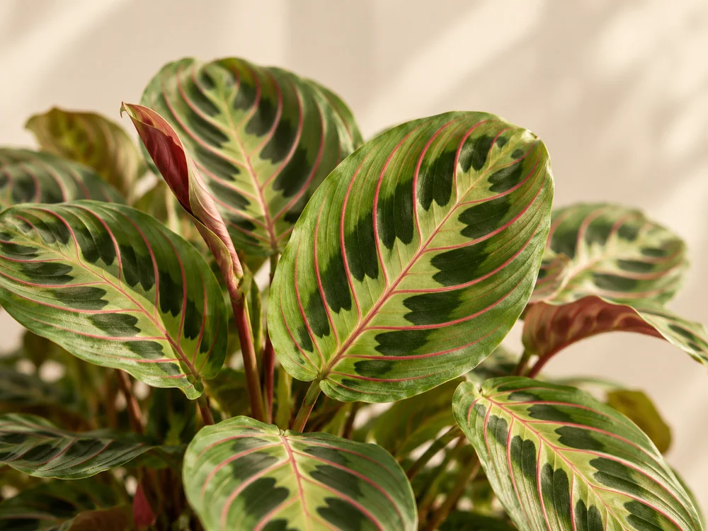 AI-illustration af Maranta / bedeblomst