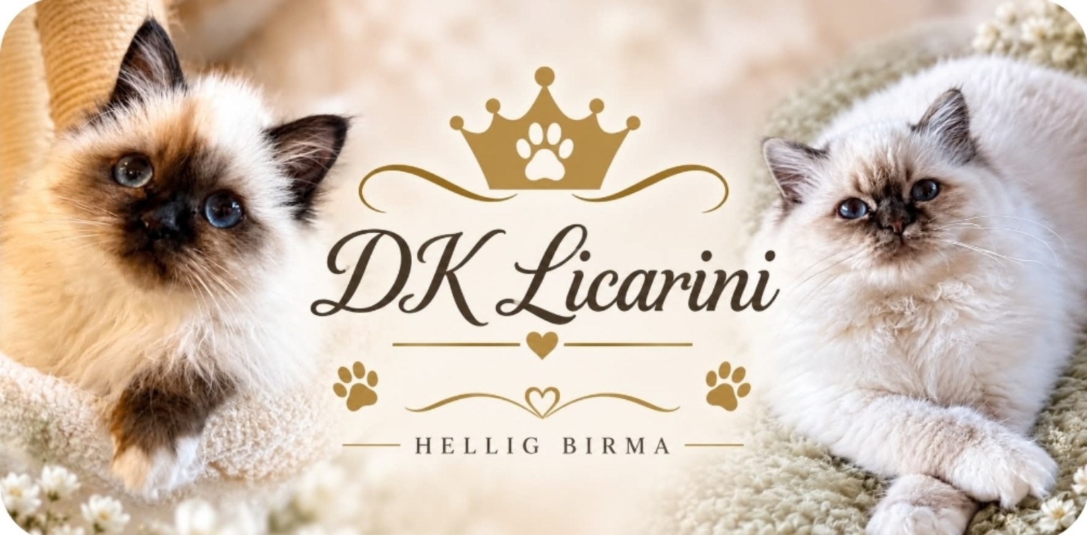 DK Licarini – Hellig Birma, banner med to killinger