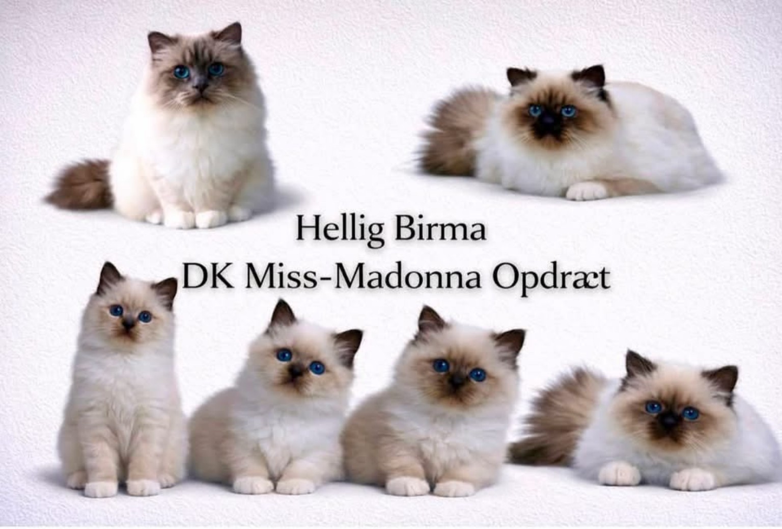 DK Miss-Madonna – Hellig Birma