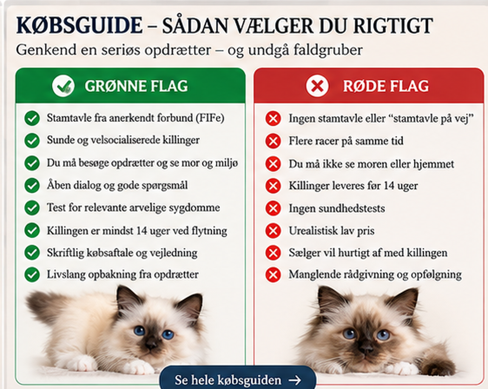 Købsguide til Hellig Birma med grønne og røde flag