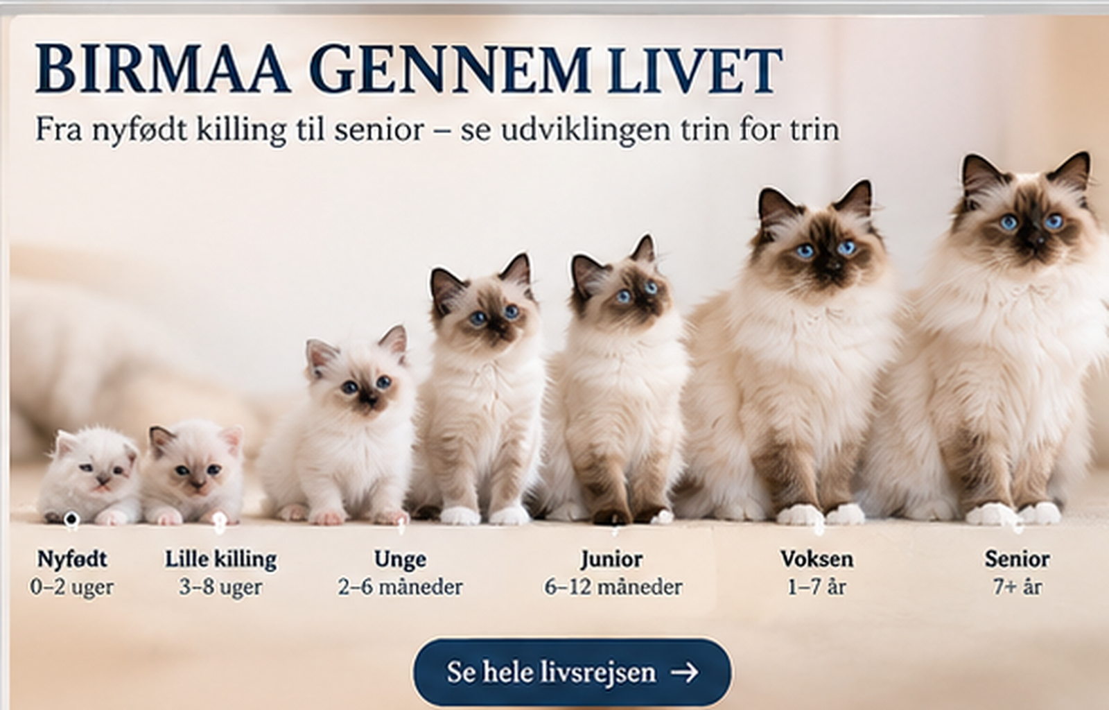 Hellig Birma gennem livet fra nyfødt killing til senior