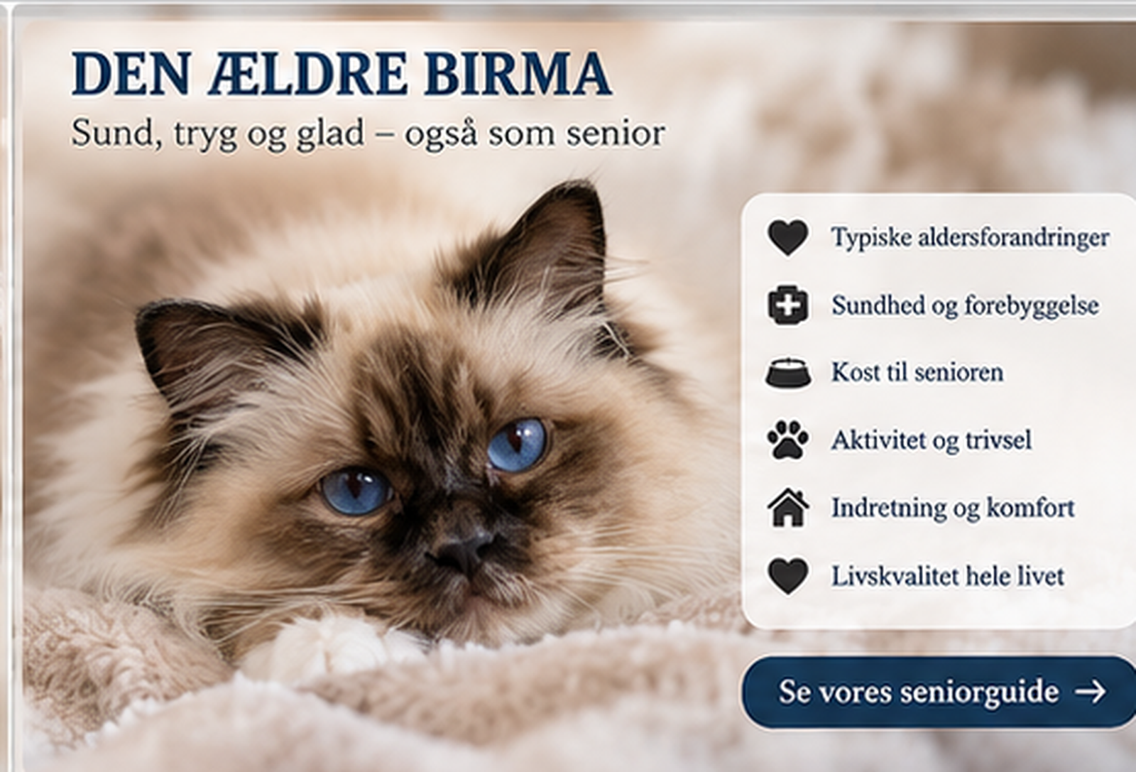 Ældre Hellig Birma og visuelle råd om seniorlivet