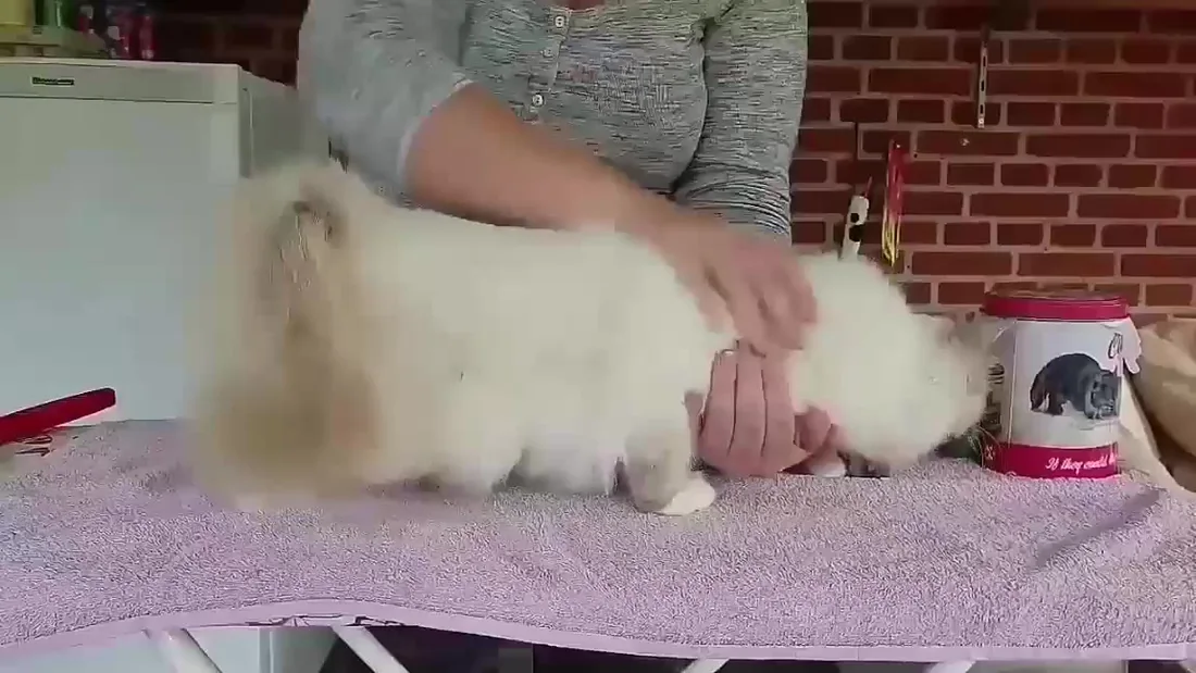 Stillbillede fra Birmakredsens video om pelspleje