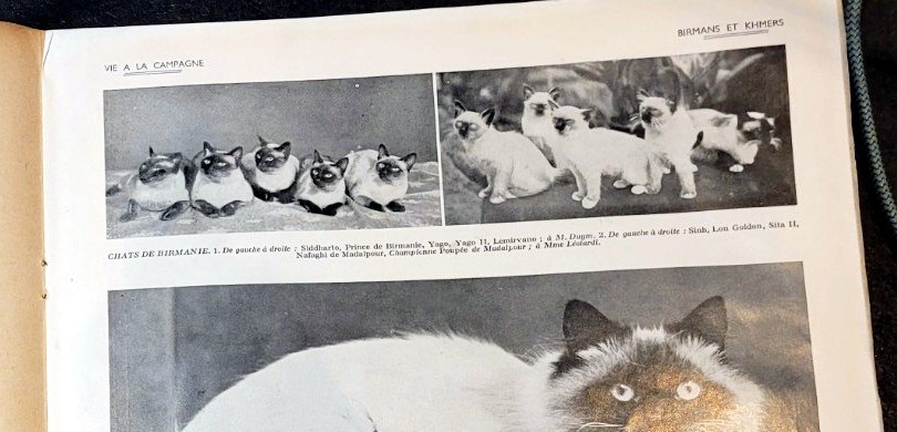 Gruppefotografier af Hellig Birma, gengivet fra La Vie à la Campagne, 1935